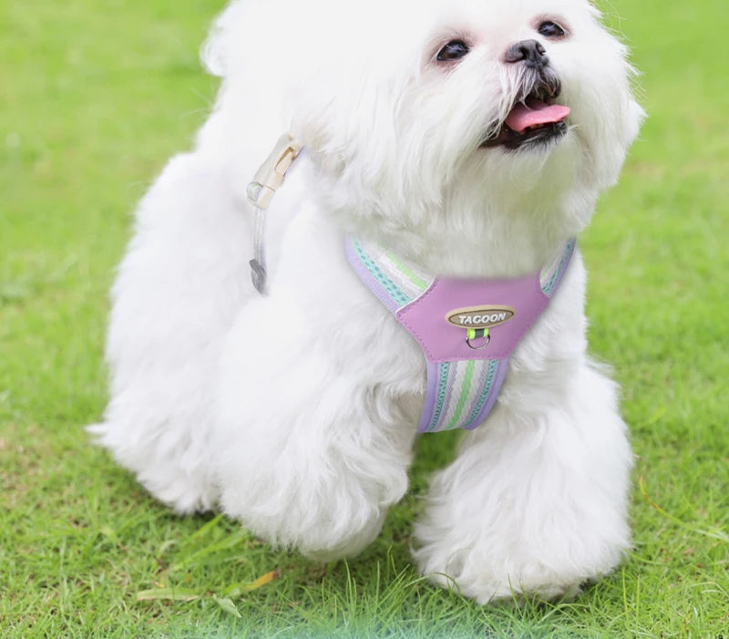 A white dog wearing a purple harness is lying on green grass.