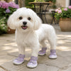 A fluffy white dog wearing purple breathable anti-slip walking shoes standing on a stone patio.