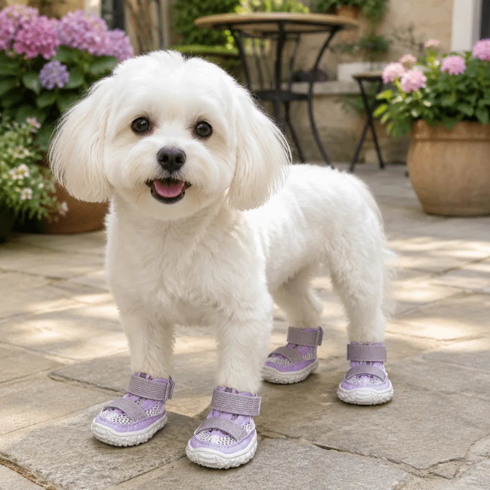 A fluffy white dog wearing purple breathable anti-slip walking shoes standing on a stone patio.