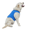 A light-colored dog is wearing a blue breathable cooling vest.