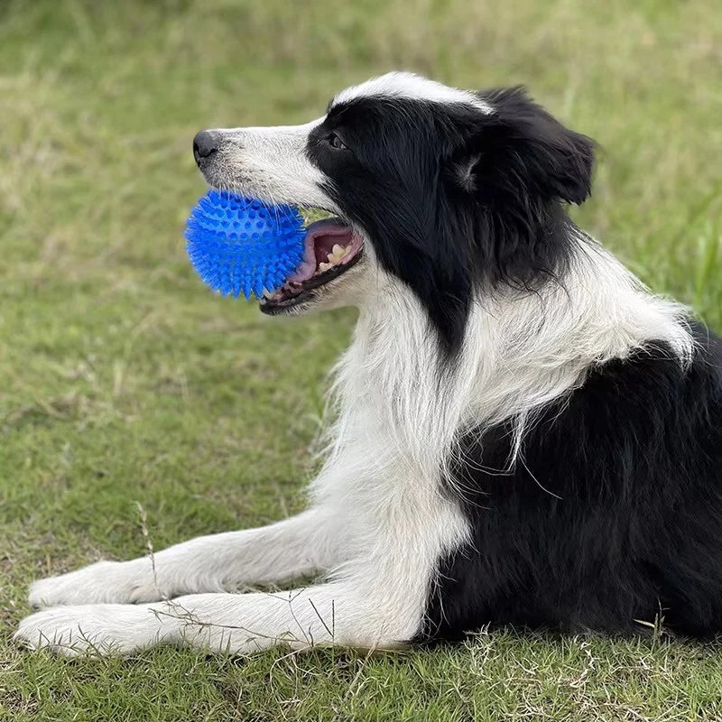 A black and white dog is playing with a blue spiky squeaky ball on the grass.