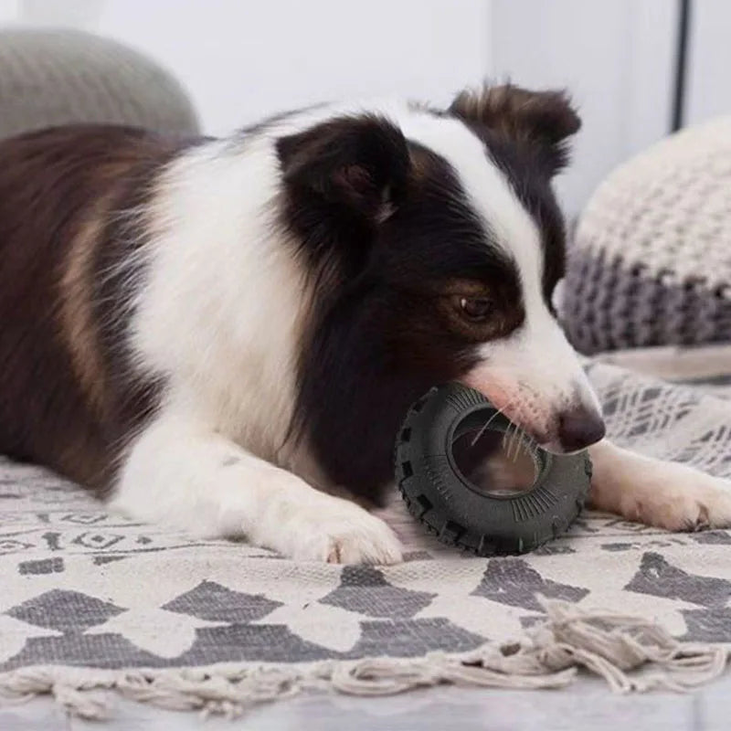 A black and white dog is lying down on a patterned rug, chewing a dark rubber toy.