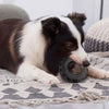 A black and white dog is lying down on a patterned rug, chewing a dark rubber toy.