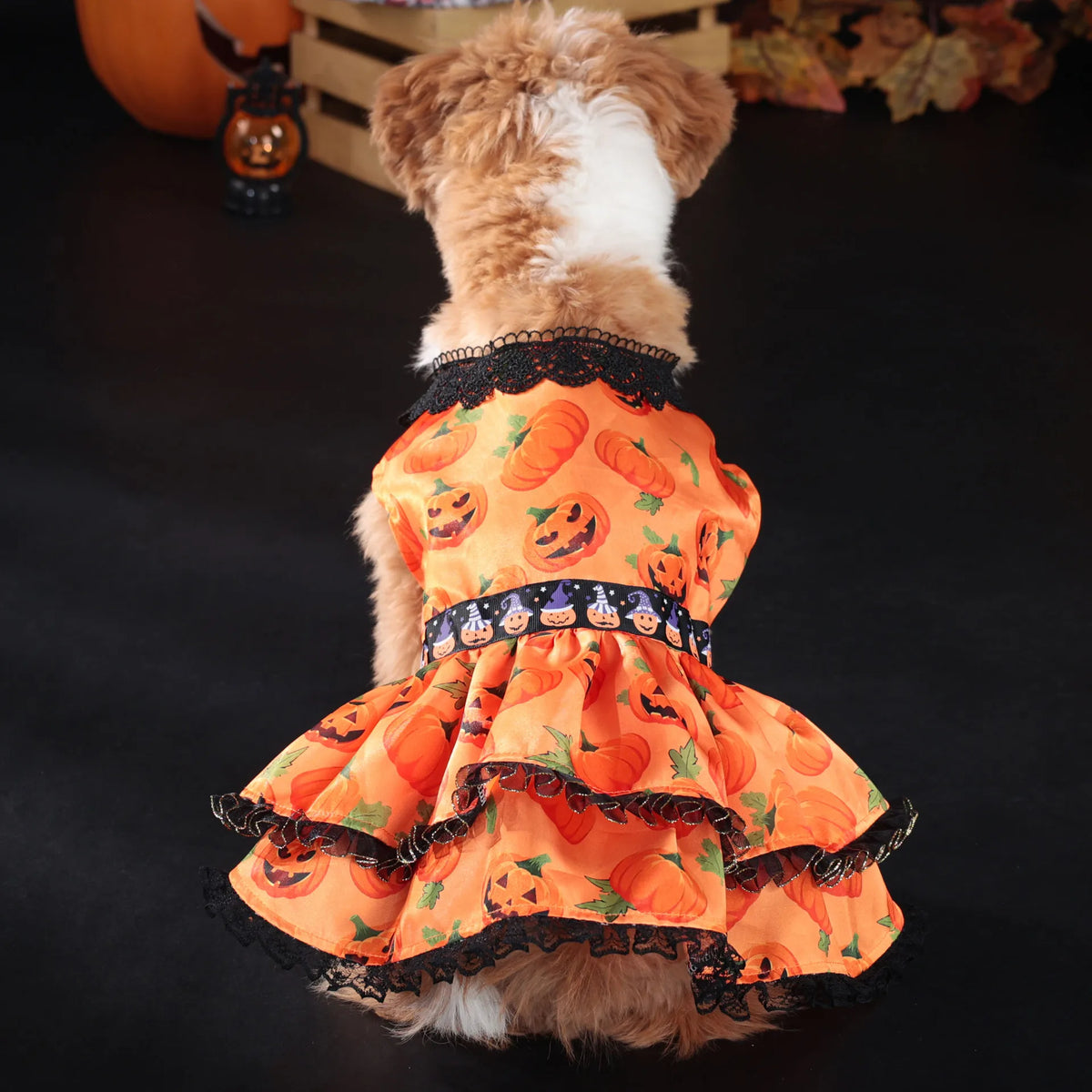 A small dog is wearing an orange pumpkin lace dress with black trim and a decorative band.
