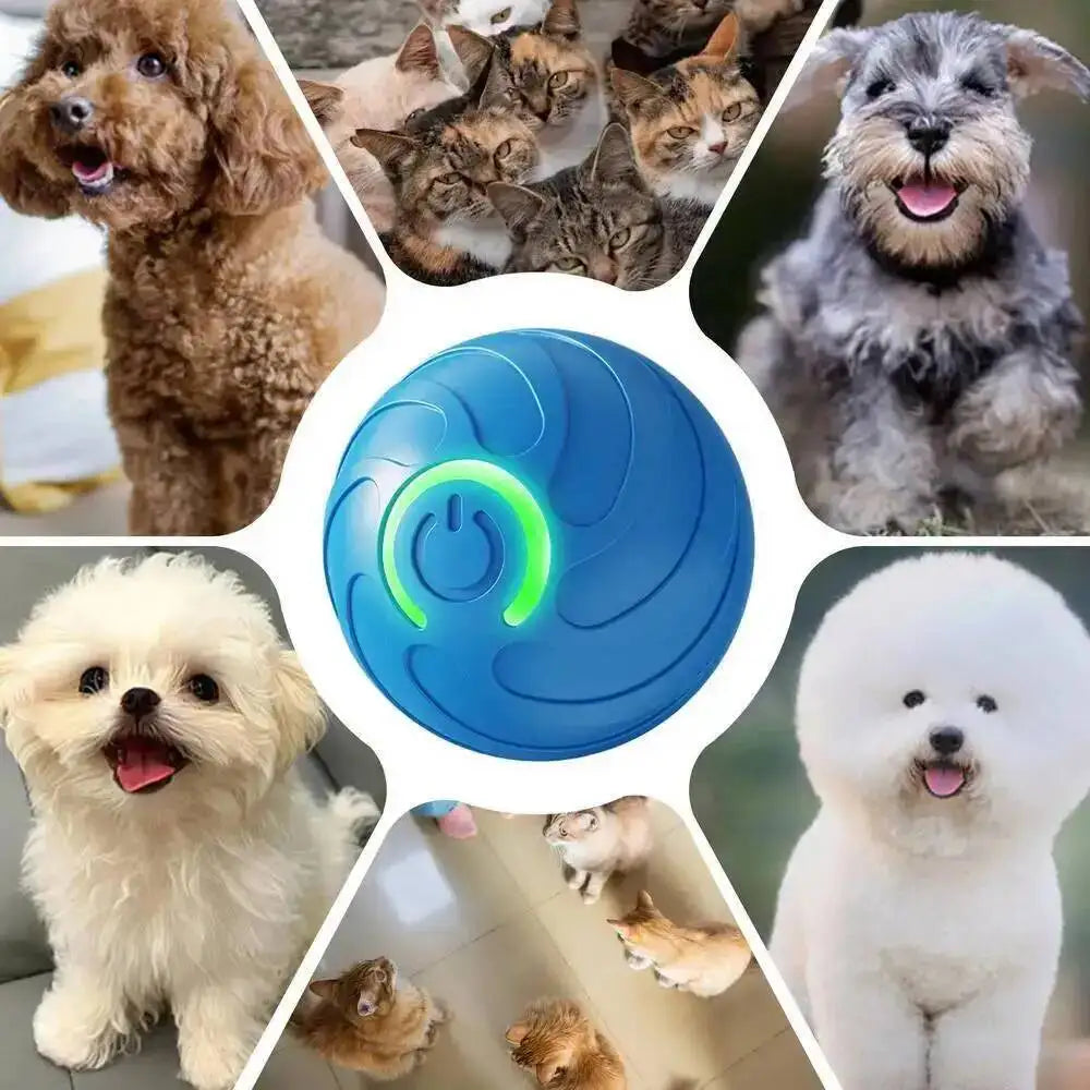 Eine Sammlung von Hunden und Katzen, die mit einem blauen interaktiven Spielball für Haustiere interagieren.