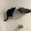 A black cat sits on a wooden shelf, and a gray cat rests on a blue hammock-like shelf mounted on a white wall.