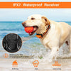 A golden dog wearing an orange collar is playing in the water, demonstrating the IPX7 waterproof receiver.