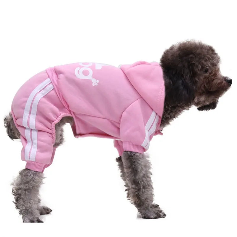 Ein kleiner, dunkelhaariger Hund trägt einen pinken Anzug mit weißen Streifen.