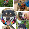 A collection of dogs wearing colorful rainbow flower pet collars and bow ties.