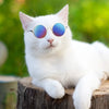 A white cat wearing vintage round sunglasses with blue lenses sitting on a wooden log.