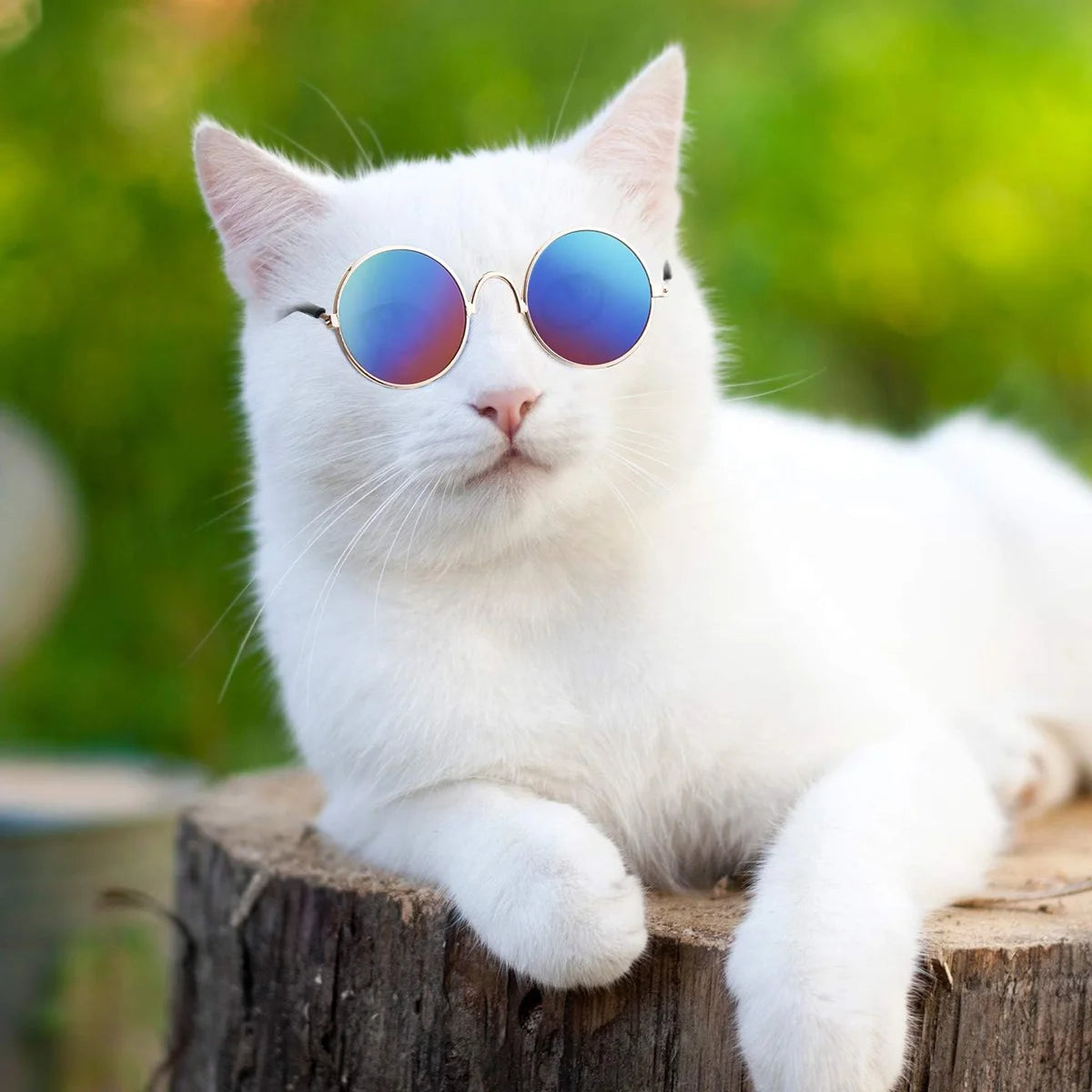 A white cat wearing vintage round sunglasses with blue lenses sitting on a wooden log.