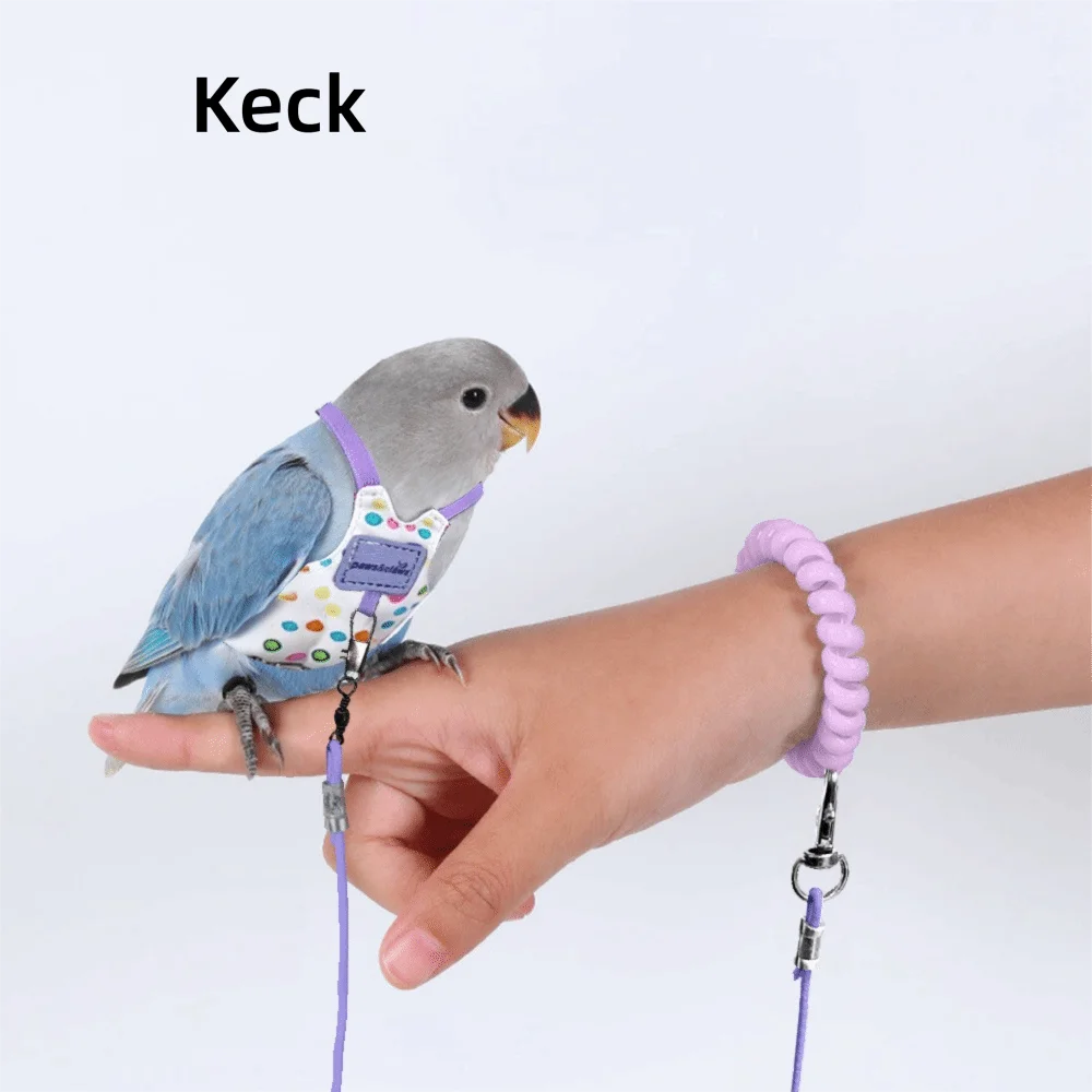 Un petit perroquet gris portant un harnais et une attache de jambe est tenu par la main d'une personne.
