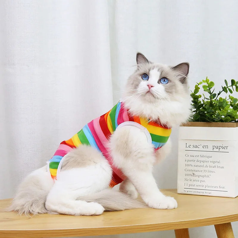 A fluffy gray and white cat wearing a colorful recovery vest sits on a wooden surface.