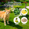 A cat standing in a garden with extracts like peppermint oil, lemon oil, ginger oil, and quartz sand shown nearby.