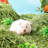 Un petit rongeur blanc est niché dans du paillis d'herbe de Timothy verte avec des fruits d'agrumes visibles en arrière-plan.