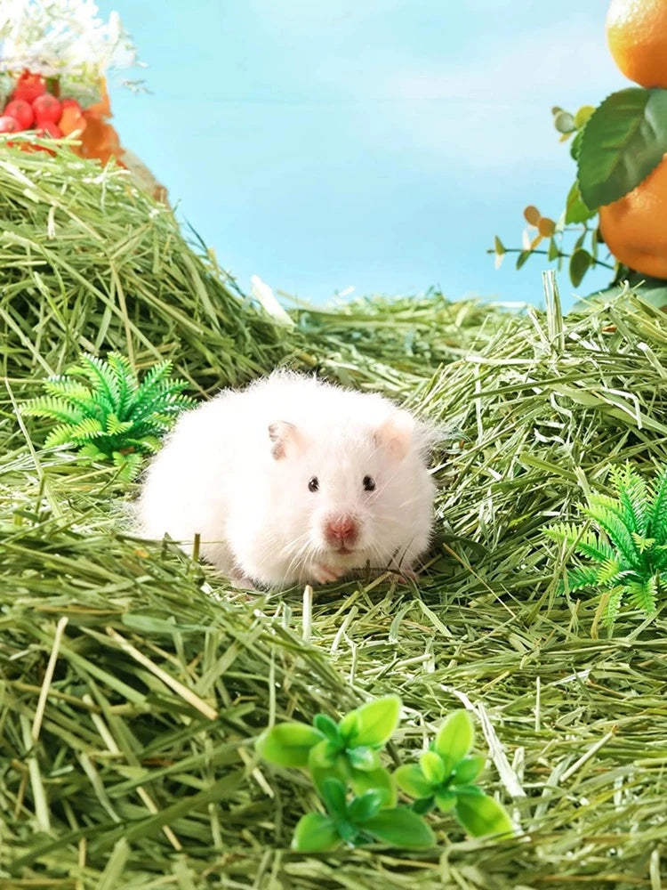 Un petit rongeur blanc est niché dans du paillis d'herbe de Timothy verte avec des fruits d'agrumes visibles en arrière-plan.