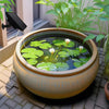 Un grand pot rond de couleur bronze contenant de l'eau avec des feuilles de lys et une fleur blanche, installé à l'extérieur.