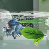 Un poisson Betta nage dans l'eau avec des feuilles de lotus vertes flottant au-dessus.