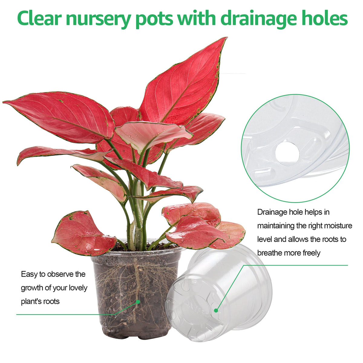 A vibrant red plant in a clear plastic nursery pot with drainage holes, showing the roots and leaves.