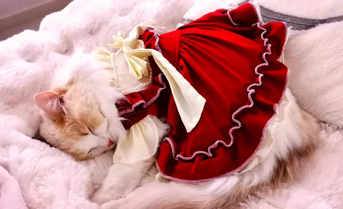 A fluffy white cat is lying on a pink fur blanket, wearing a red pet princess dress with a cream bow.
