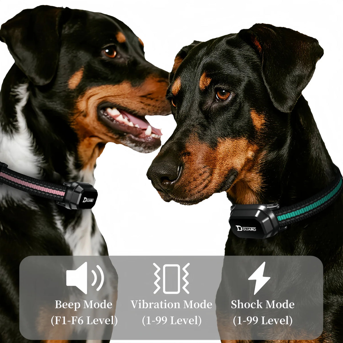 Two dogs wearing remote training collars demonstrating beep, vibration, and shock modes.