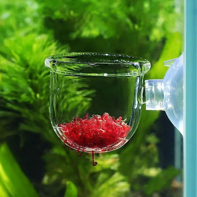 A clear acrylic aquatic plant pot containing bright red, textured material, set against a blurred green background.