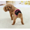 A fluffy brown poodle wearing pink reusable dog diapers on a white carpet.