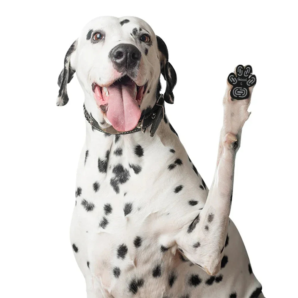 Glücklicher weißer Hund hält einen schwarzen Spielzeugpawgriff.