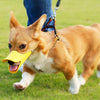 A small, light brown dog wearing a yellow muzzle is running across green grass.
