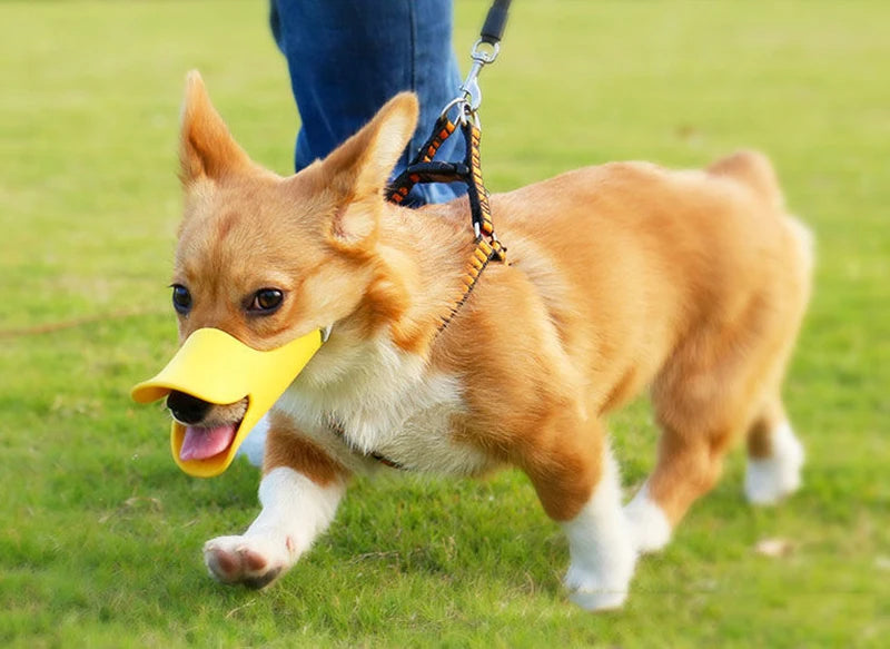 A small, light brown dog wearing a yellow muzzle is running across green grass.