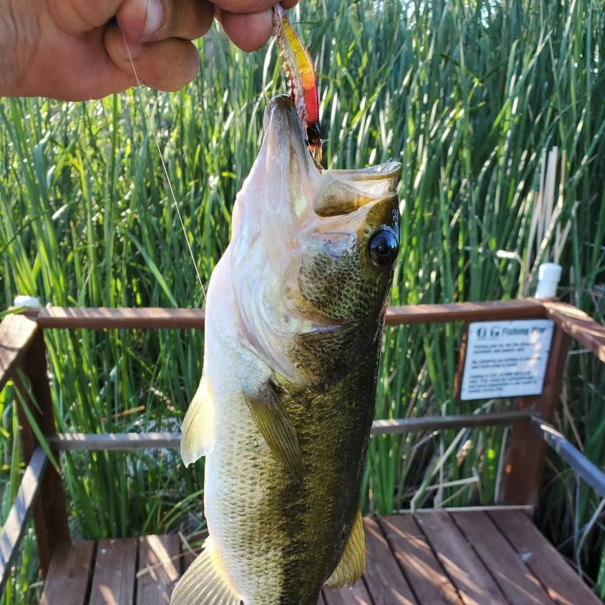 A hand is holding a fish with an orange lure in its mouth, set against a background of tall green reeds.