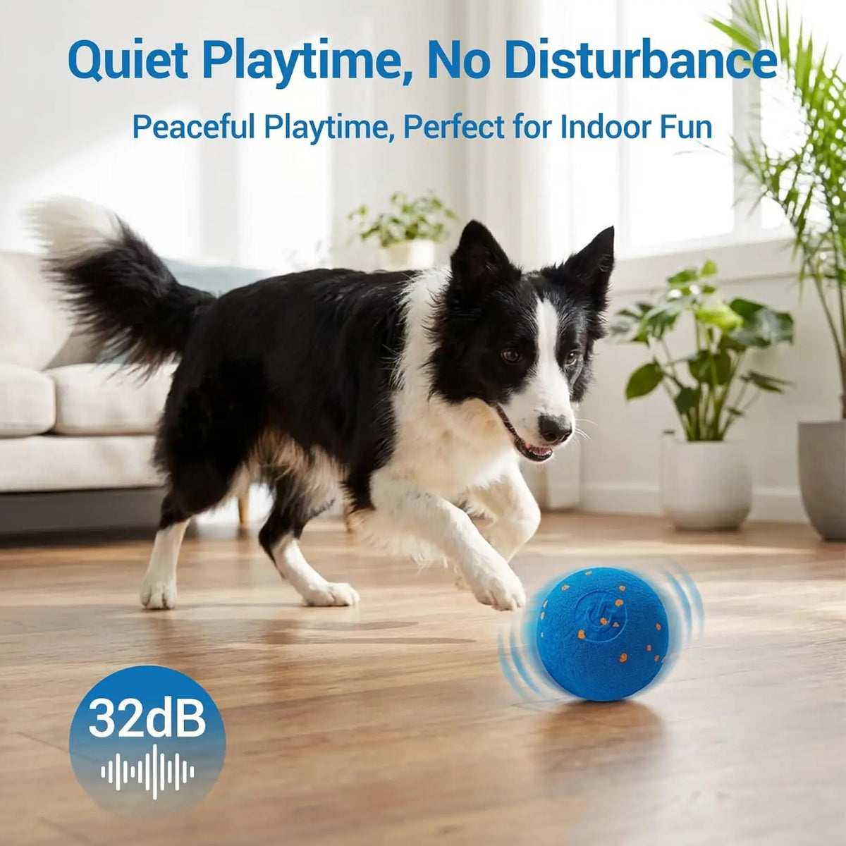 A black and white dog is running past a blue pet ball on a wooden floor.
