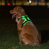A brown dog wearing a glowing green LED harness sitting on grass at night.