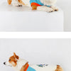 A small, fluffy dog wearing a light beige and blue pet vest with orange trim.
