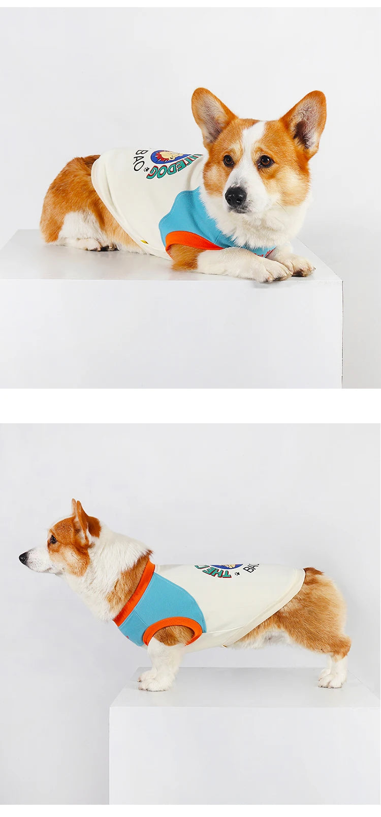 A small, fluffy dog wearing a light beige and blue pet vest with orange trim.