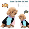 A fluffy light brown dog wearing a black and light blue hoodie for indoor and outdoor activities.