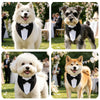 A collage of three fluffy white and gray dogs wearing black bow tie tuxedos at an outdoor event.