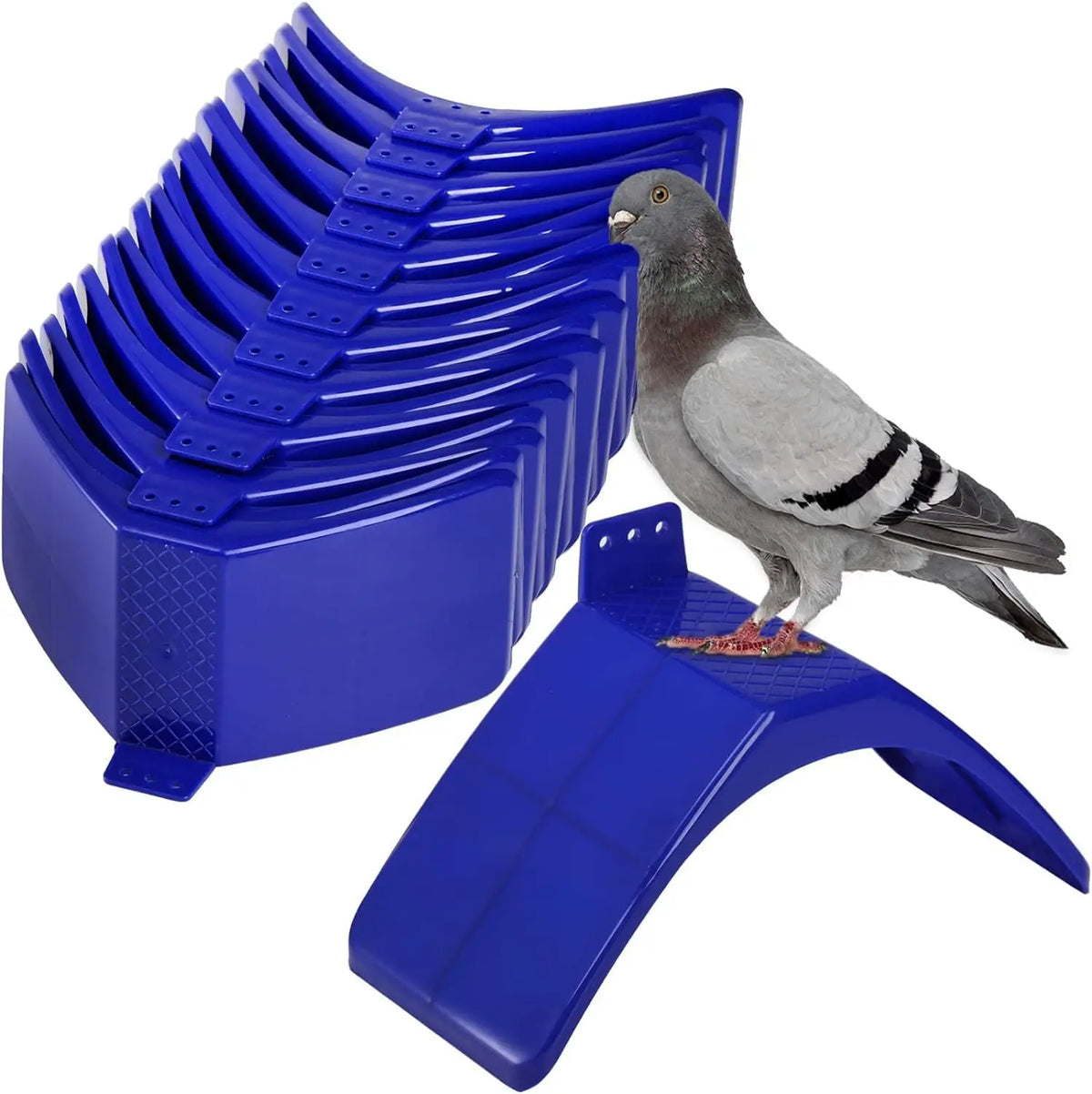 Eine graue Taube oder Sperling sitzt auf einem blauen Kunststoffständer für Vögel.
