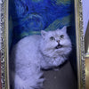 A fluffy gray cat is resting inside a decorative bed with a blue and green swirling pattern.