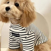 A light golden poodle wearing a black and white striped thermal dog sweater.