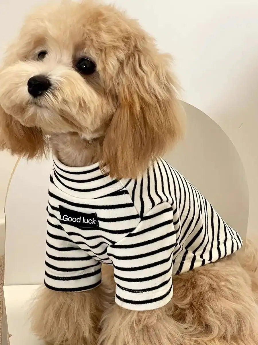 A light golden poodle wearing a black and white striped thermal dog sweater.