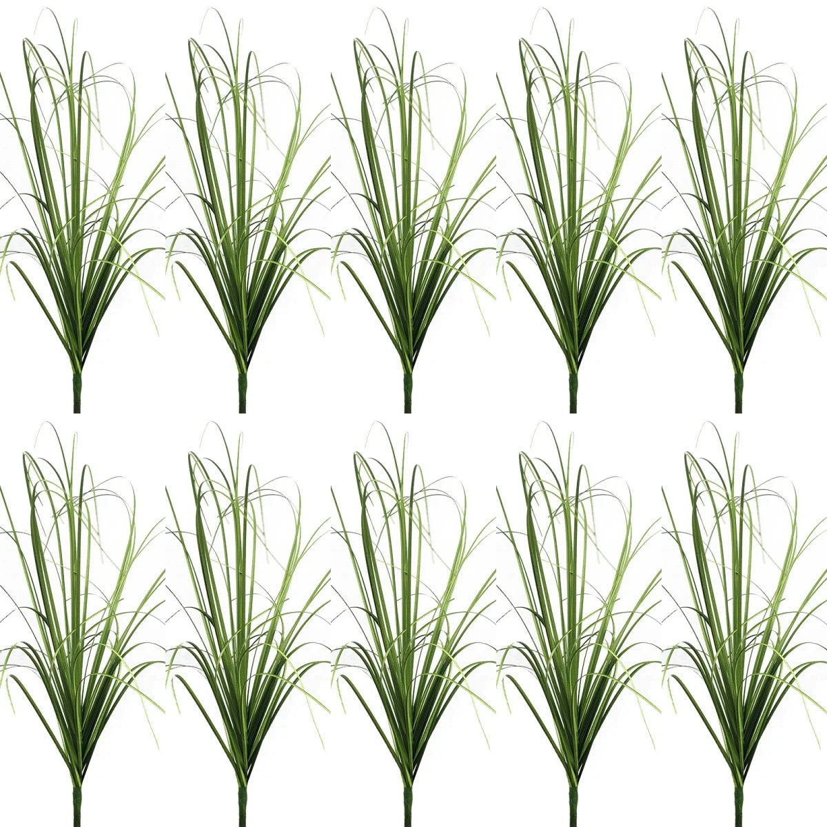 Un ensemble de plantes décoratives miniatures à l'aspect herbe d'oignon, vues sous différents angles.