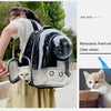 Eine Person trägt einen schwarzen, transparenten Pet-Rucksack mit Panoramafenster, in dem eine kleine Kitten steckt