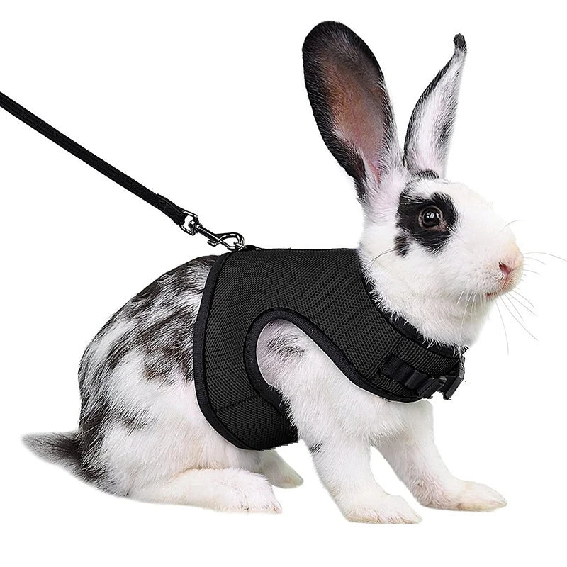 A white rabbit wearing a black adjustable pet harness and leash set.