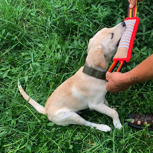 A light-colored dog is holding a red and beige jute tug toy for training.