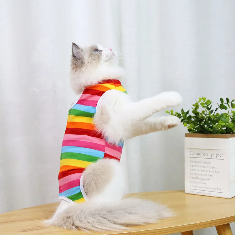 A fluffy white cat wearing a colorful striped recovery vest sits on a wooden surface.