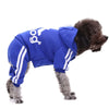 Ein kleiner brauner Hund in einem königsblauen Anzug mit weißen Streifen und einem Logo.