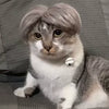Ein flauschiger grau-weißer Kater mit einem kleinen weißen Halsband.