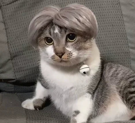 Ein flauschiger grau-weißer Kater mit einem kleinen weißen Halsband.