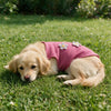 Ein goldener Hund liegt auf grünem Gras und trägt eine rosa Strickweste mit Blumenstickerei.
